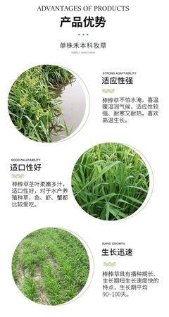 菵草 耐寒高產的冬季優良飼料牧草與水田雜草